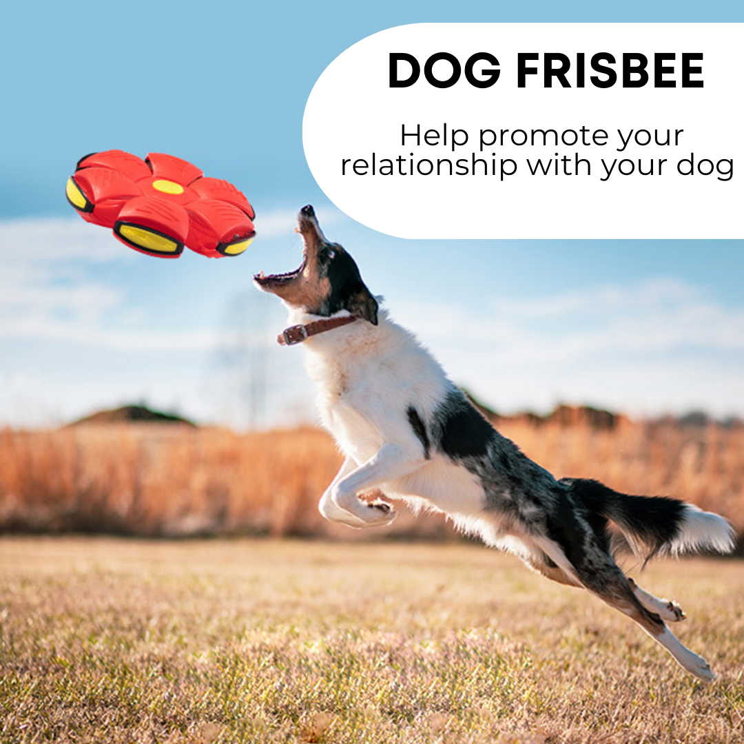 Wag & Woof Dog Frisbee